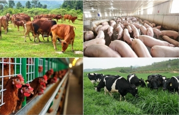 Kim ngạch xuất khẩu của ngành chăn nuôi năm nay có thể đạt 1,2 tỷ USD