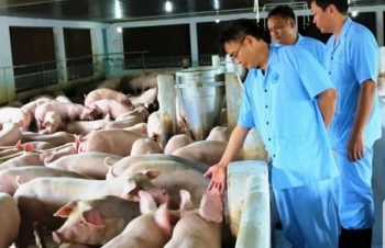 Dịch "ăn" gần 6 triệu con lợn, lãnh đạo ngành chăn nuôi thấy  "tạm hài lòng”