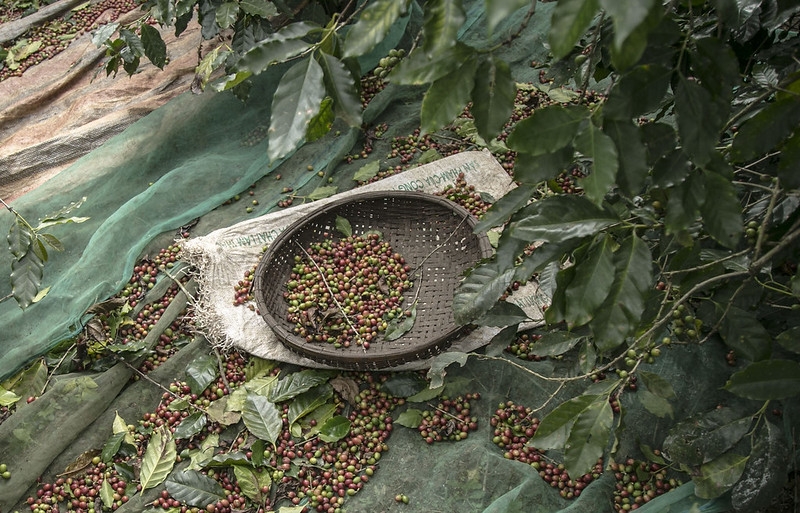 Việc xử lý nợ cho các tiểu dự án phát triển cây cà phê chè thuộc trách nhiệm của Vinacafe