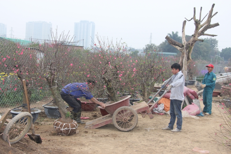 cuoi nam lao dong vuon dao quat kiem bon tien