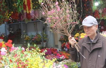 Về chợ hoa Hàng Lược để hoài niệm Tết xưa