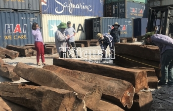 Hoàn tất kiểm tra 50 container gỗ quý nhập lậu