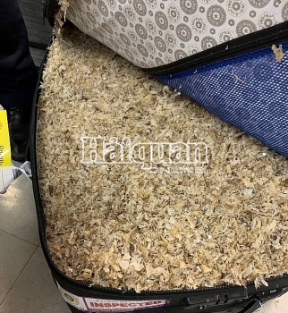 Khởi tố nữ hành khách “bỏ quên” 3 valy tổ yến tại sân bay