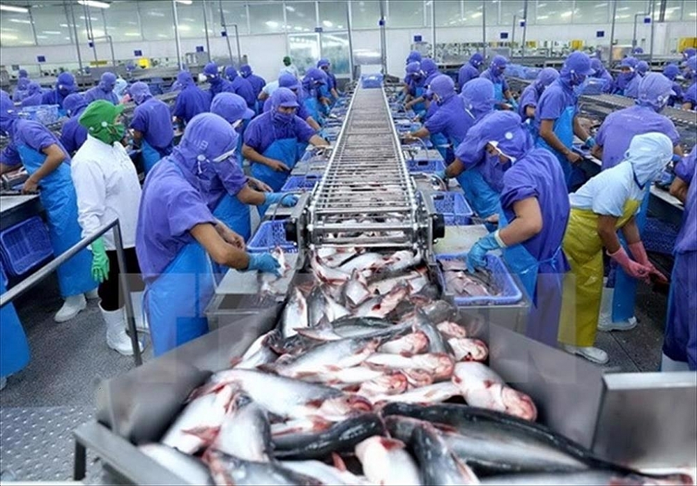 Chế biến cá tra xuất khẩu. Ảnh: CM