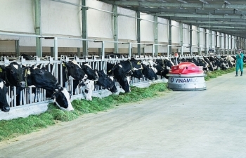 Công ty bò sữa của Vinamilk lọt top tăng trưởng nhanh nhất Việt Nam