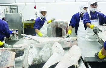 Cá ngừ Việt Nam vẫn khó vào Hàn Quốc