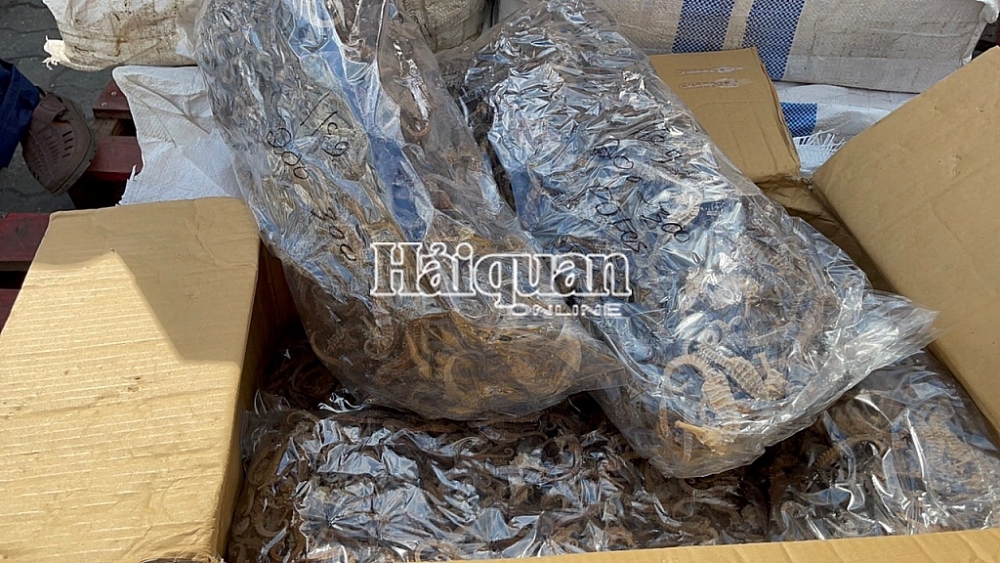 Hải quan TPHCM: Phát hiện gần 600 kg cá ngựa khô trong container vỏ ốc Hải quan TPHCM: Phát hiện gần 600 kg cá ngựa khô trong container vỏ ốc