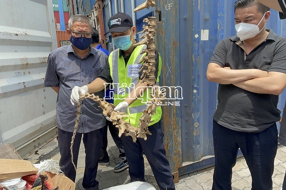 Hải quan TPHCM: Phát hiện gần 600 kg cá ngựa khô trong container vỏ ốc Hải quan TPHCM: Phát hiện gần 600 kg cá ngựa khô trong container vỏ ốc