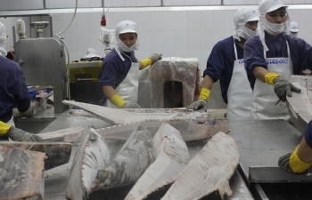 Lợi thế cho cá ngừ xuất khẩu khi EVFTA có hiệu lực