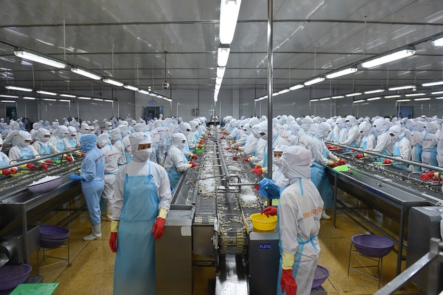 Chế biến tôm xuất khẩu tại Công ty CP tập đoàn Minh Phú. Ảnh: Q.Hiếu