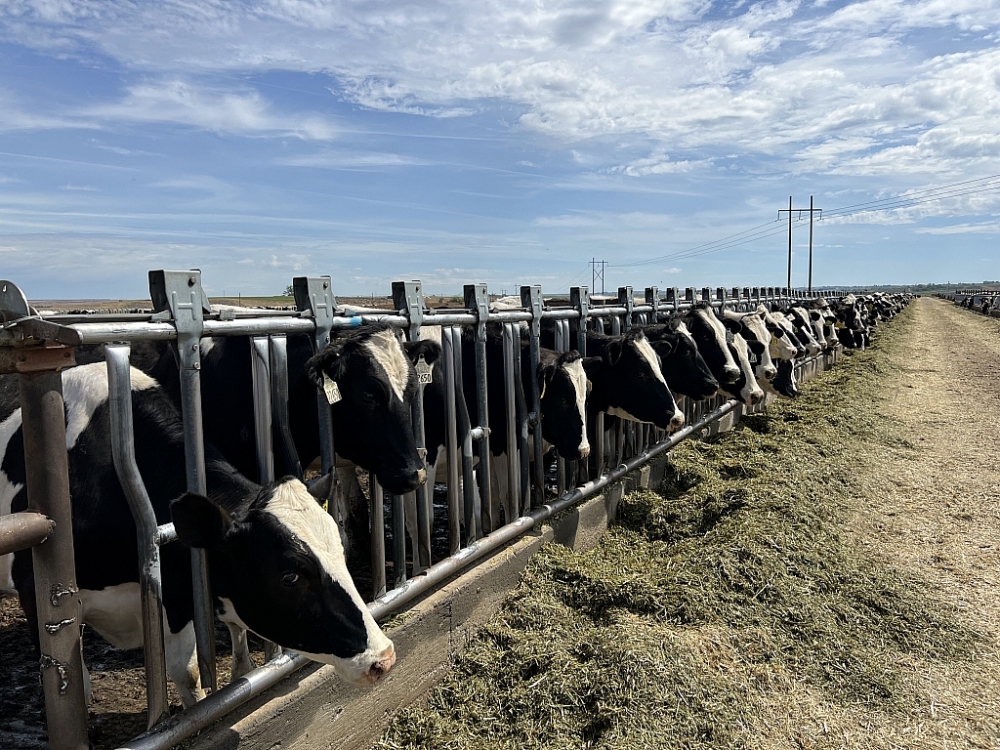 Vinamilk nhập khẩu 1.000 con bò sữa cho trang trại tại lào