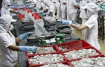 Giá cao kỷ lục, xuất khẩu bạch tuộc có gặp khó?
