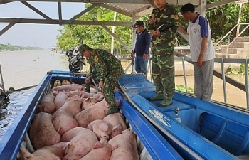 An Giang: Bắt, tiêu hủy hơn 1,8 tấn lợn nhập lậu qua biên giới