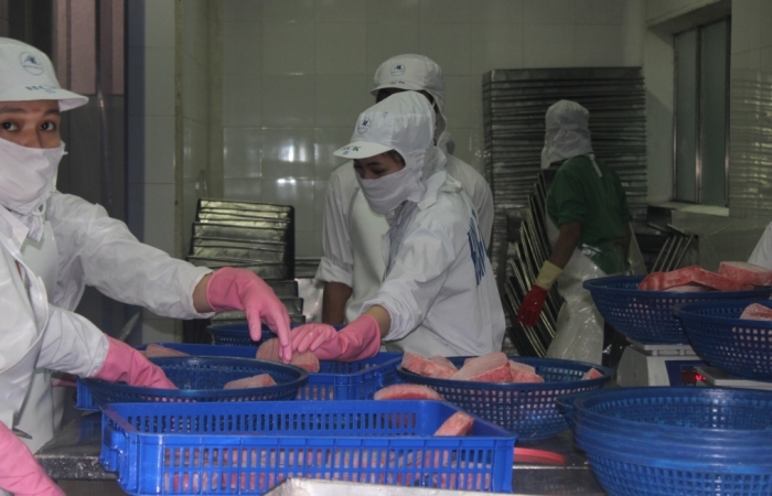 Thị trường lao đốc, doanh nghiệp xuất khẩu cá ngừ rất khó khăn