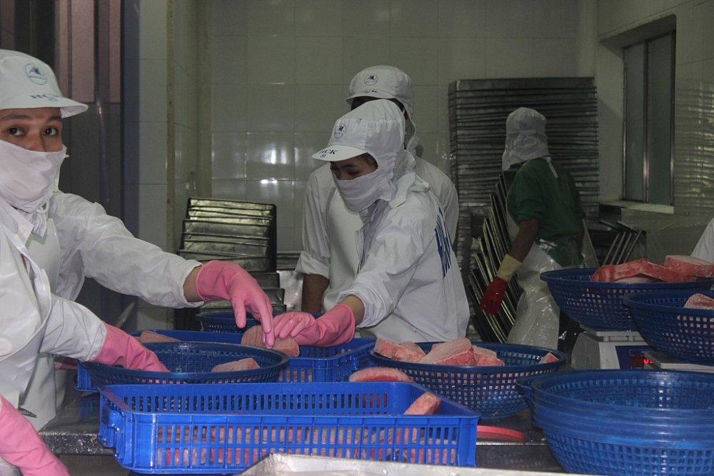 Chế biến cá ngừ xuất khẩu tại Công ty Thủy sản Bình Định. Ảnh: T.H