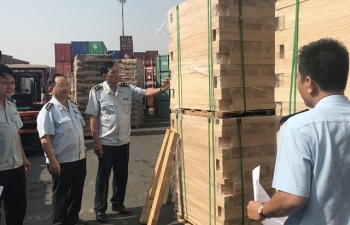 Xem xét khởi tố hình sự vụ xuất khẩu 25 container gỗ gian lận thuế lớn