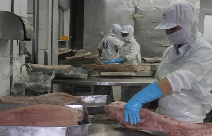 Xuất khẩu cá ngừ sang EU nhiều kỳ vọng trong năm mới