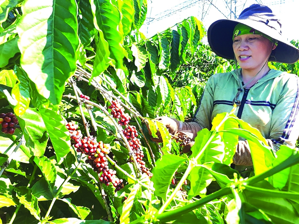 Xuất khẩu nông sản qua “kênh” kiều bào: Lối mở nhiều triển vọng