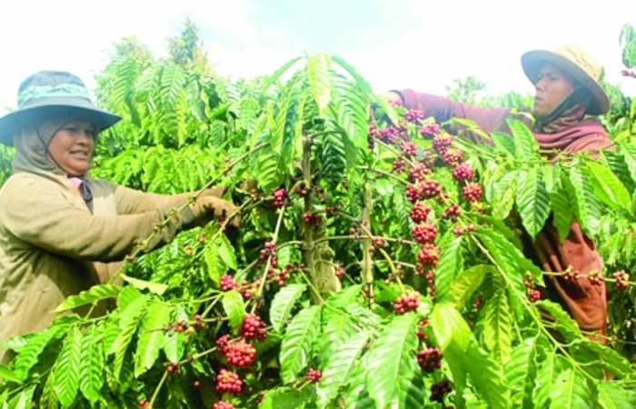 Tồn kho giảm, xuất khẩu cà phê lạc quan