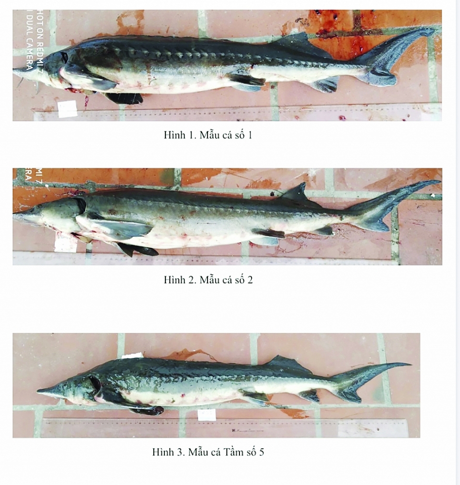 Một số mẫu cá tầm được lấy mẫu phân tích.