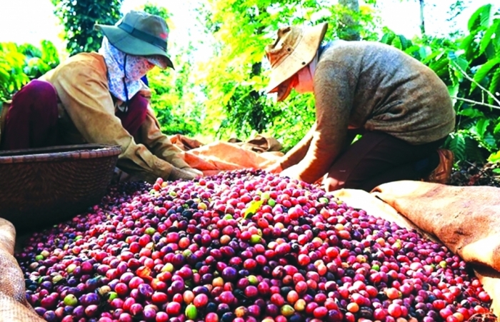 Khai thác thị trường tiềm năng gia tăng dư địa xuất khẩu cà phê