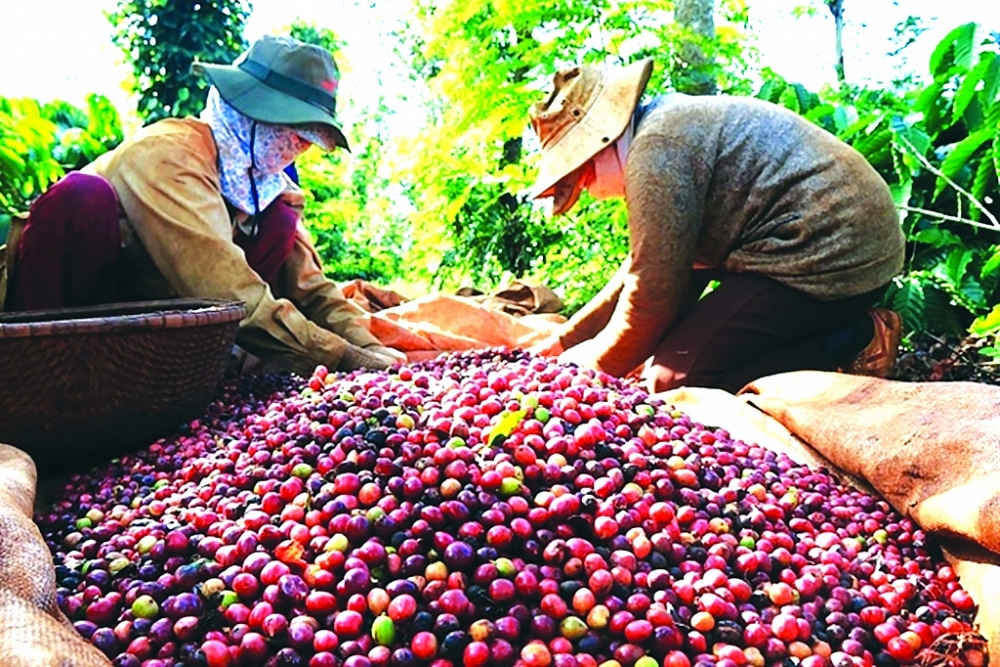 Các sản phẩm cà phê Việt Nam đã được xuất khẩu đến hơn 80 quốc gia và vùng lãnh thổ. 	Ảnh: ST