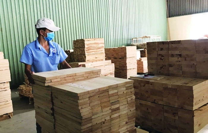 Trồng rừng gỗ lớn kéo giảm phụ thuộc gỗ nhập khẩu