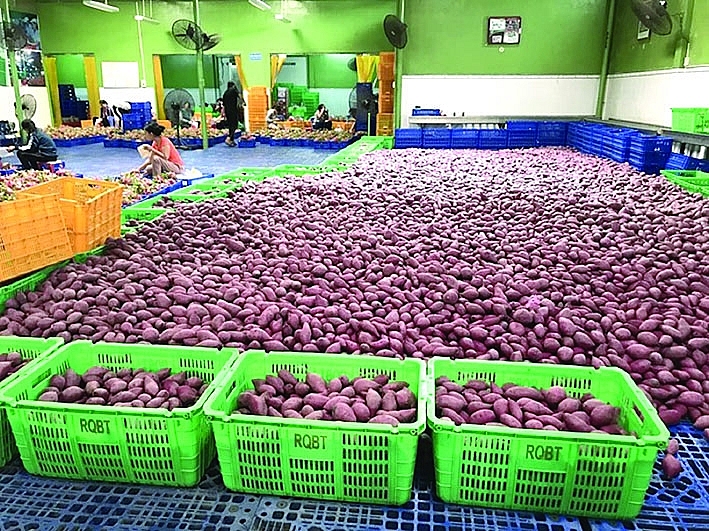 Cơ hội cho người nông dân và sản phẩm khoai lang Việt Nam phát triển ngành hàng, gia tăng giá trị kinh tế cũng như chuyển dịch dần từ xuất khẩu tiểu ngạch sang chính ngạch. 	Ảnh: ST