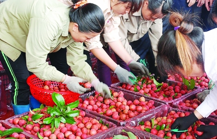 Phải thực hiện các biện pháp cách ly y tế, 164 thương nhân Trung Quốc mới được đến Bắc Giang mua vải thiều