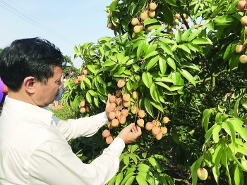 Vải thiều Việt sẵn sàng xuất ngoại