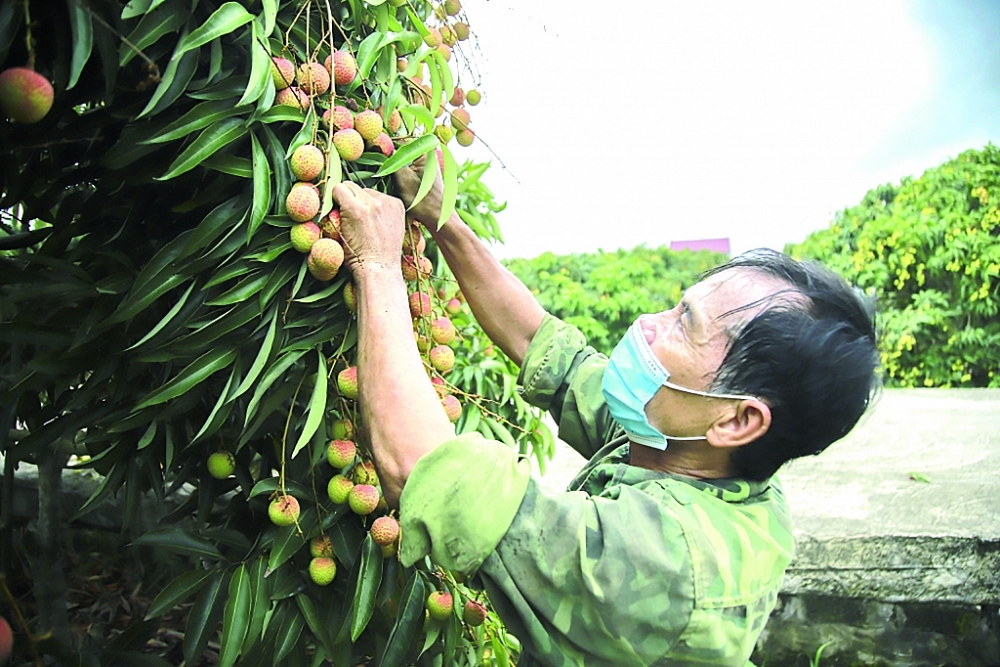 Việt Nam đề nghị Trung Quốc phối hợp duy trì ổn định thương mại nông sản, thủy sản đôi bên.  	Ảnh: N. Thanh