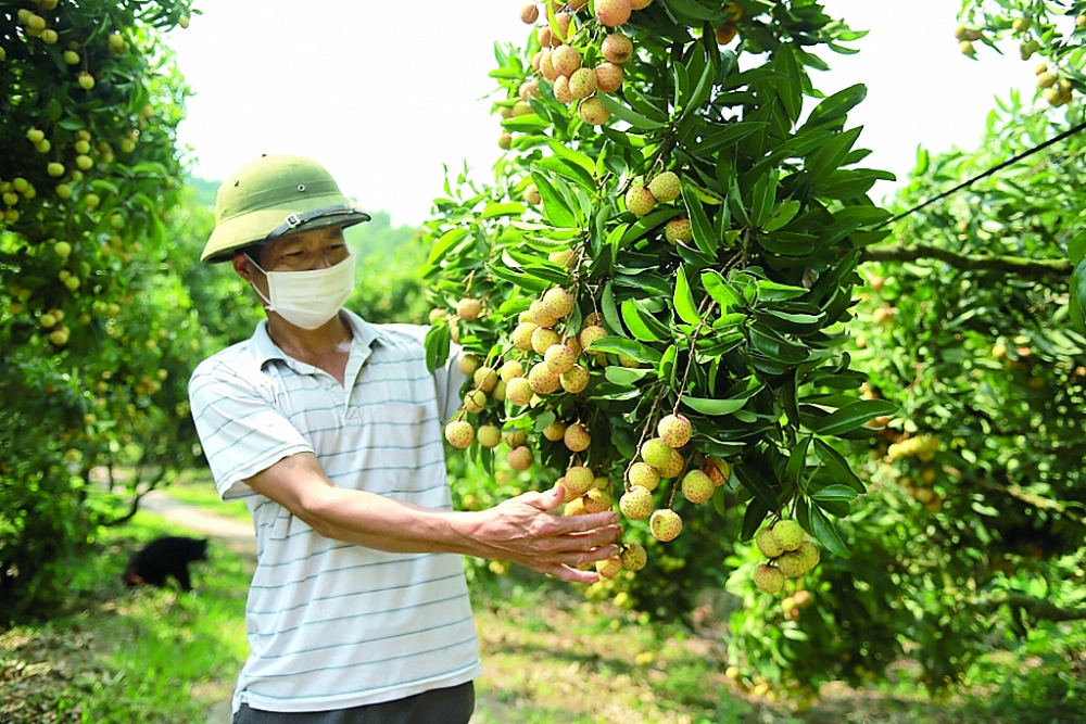 Dự báo, chất lượng trái vải năm 2022 ngon nhất từ trước tới nay. 	Ảnh: N.Thanh