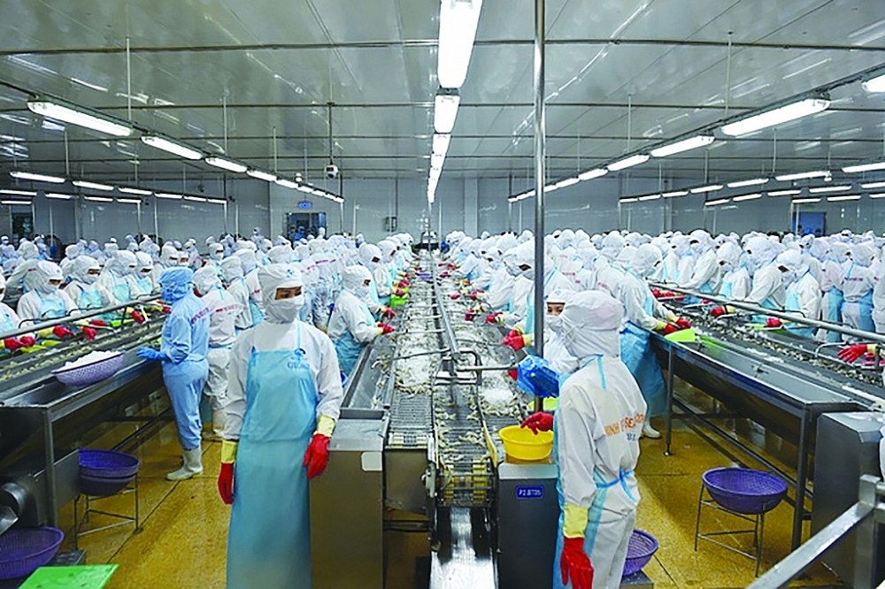 Chế biến tôm xuất khẩu tại Công ty CP Tập đoàn thủy sản Minh Phú. 	Ảnh: Q.Hiếu