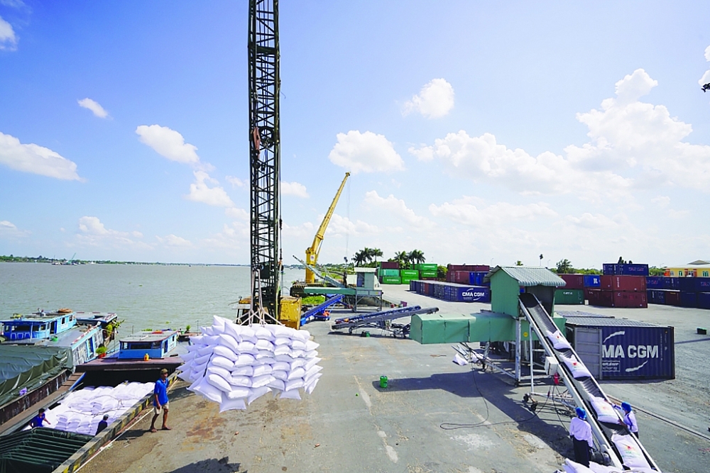 Vận chuyển gạo từ sà lan lên container xuất khẩu tại Tân Cảng Sa Đéc. 	Ảnh: TL