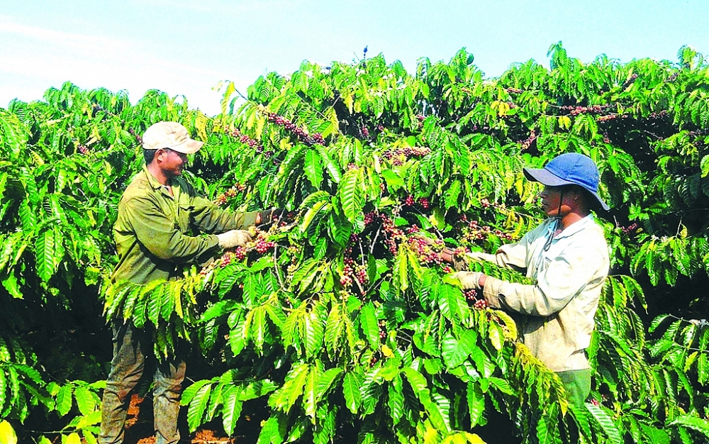 Ngành cà phê Việt Nam cần phải tuân thủ theo quy định chống phá rừng, suy thoái rừng đã được Hội đồng châu Âu thông qua.	Ảnh: ST