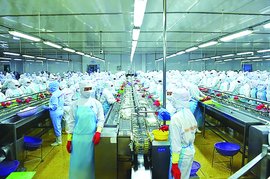 Chế biến tôm xuất khẩu tại Công ty CP Tập đoàn thủy sản Minh Phú. 	Ảnh: Q.Hiếu