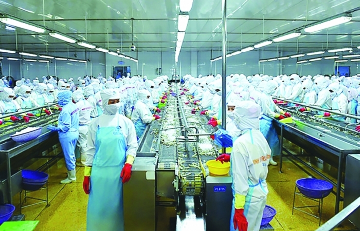 Minh Phú phấn đấu xuất khẩu tôm chiếm 25% thị phần thế giới vào năm 2045