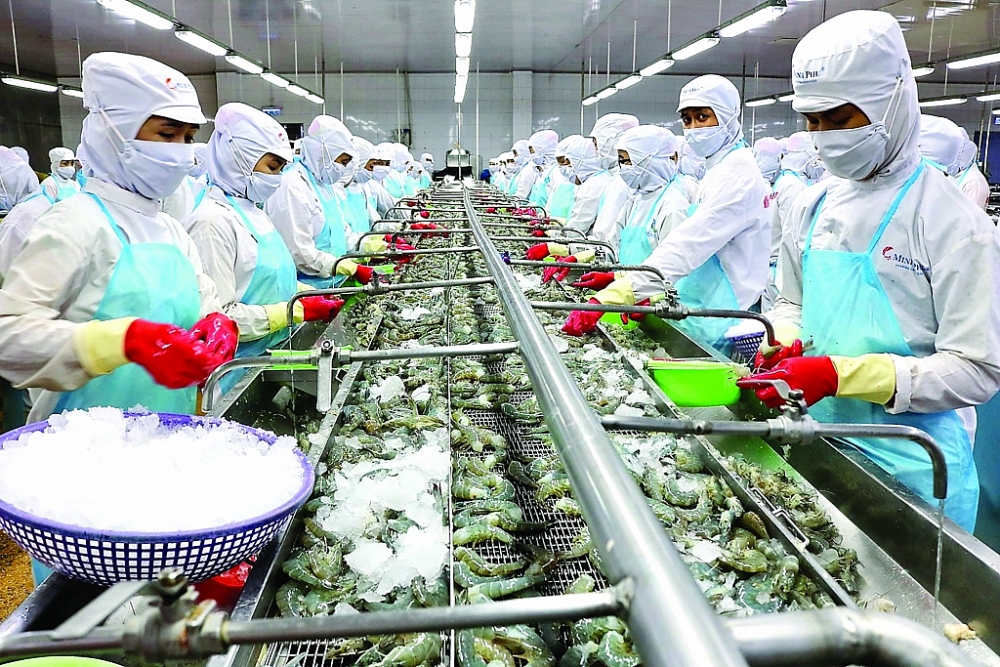 Chế biến tôm xuất khẩu tại Công ty CP Tập đoàn thủy sản Minh Phú. 	Ảnh: ST
