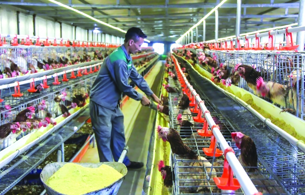 Mặt hàng sử dụng trong chăn nuôi gà không chịu thuế giá trị gia tăng