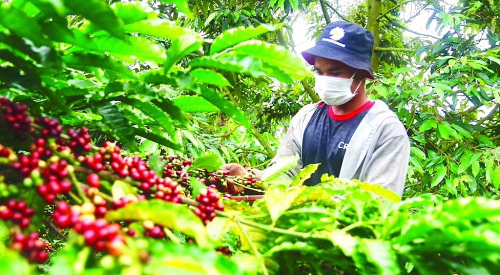 Giá cà phê XK trong những tháng cuối năm sẽ tiếp tục đi lên vì nguồn cung trong dân đã cạn, các DN chỉ còn chưa đến 500.000 tấn cho XK. 	 Ảnh: ST
