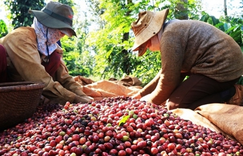 Xuất khẩu cà phê sang thị trường Hà Lan tăng mạnh