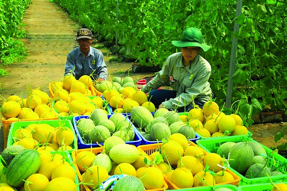 Sản xuất theo nhu cầu thị trường, chất lượng sản phẩm phải đáp ứng được các yêu cầu khắt khe nhất của thị trường nhập khẩu  là yếu tố quan trọng giúp XK nông sản Việt ngày càng bền vững. 	Ảnh: TN