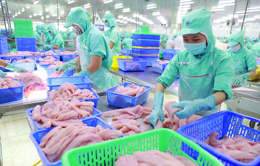 Chế biến cá tra philê xuất khẩu tại nhà máy của Công ty CP Đầu tư phát triển đa quốc gia (Tập đoàn Sao Mai) tại khu công nghiệp Vàm Cống, huyện huyện Lấp Vò, tỉnh Đồng Tháp. 	Ảnh: TTXVN