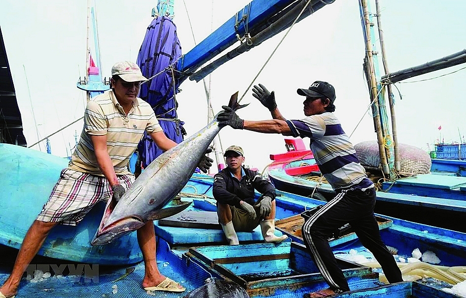 Ngư dân thu hoạch cá ngừ đại dương. 	Ảnh: TTXVN