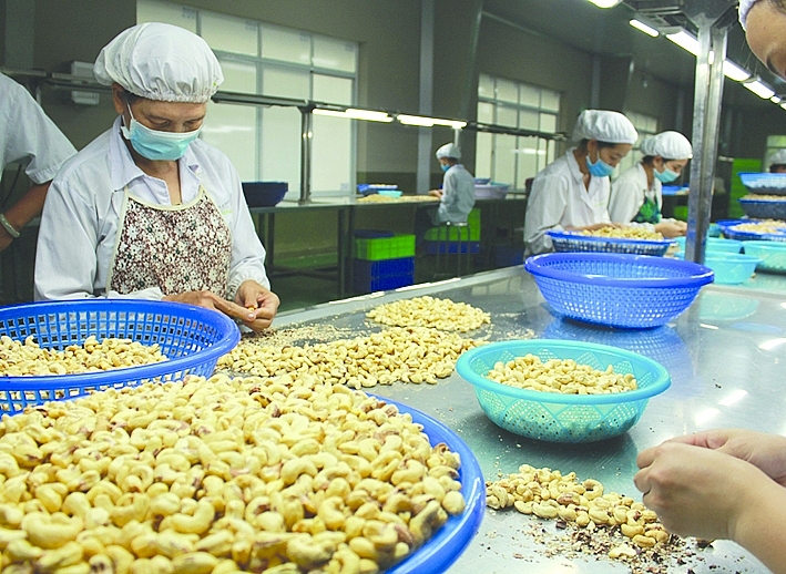 Hạt điều là một trong những mặt hàng điển hình Việt Nam gia tăng NK từ Campuchia. 	Ảnh: ST