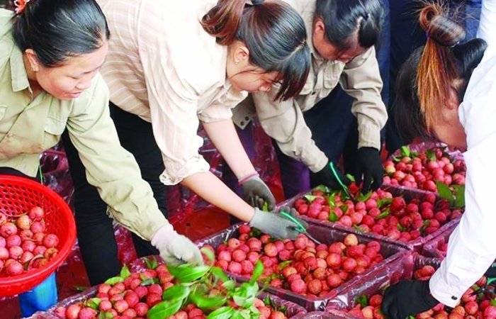 Nông sản xuất sang Trung Quốc -chính ngạch để vững bền