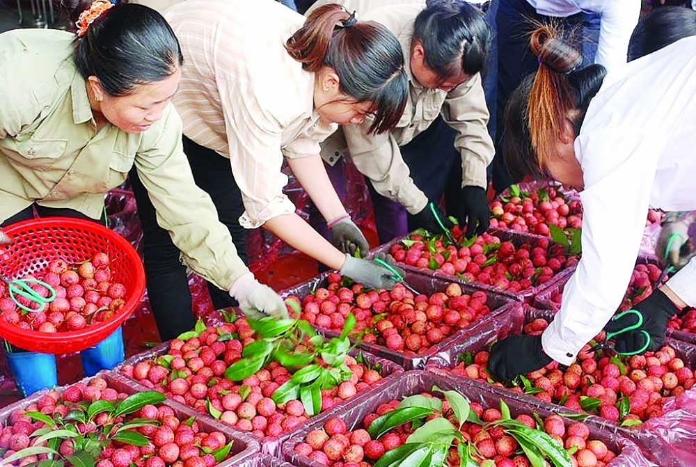 Trung Quốc đã, đang và sẽ còn là thị trường quan trọng hàng đầu trong XK nông, lâm, thủy sản của Việt Nam. Ảnh: Nguyễn Thanh	Ảnh: ST