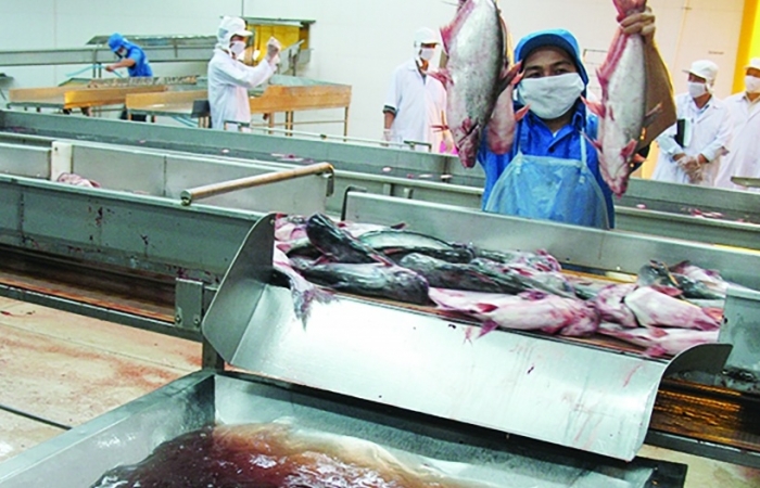 Hoa Kỳ áp mức thuế chống bán phá giá khá tích cực với cá tra Việt Nam