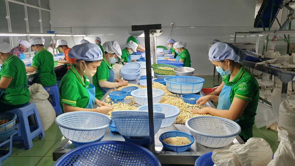 Chế biến hạt điều xuất khẩu tại Bình Phước. 	Ảnh: Đăng Nguyên