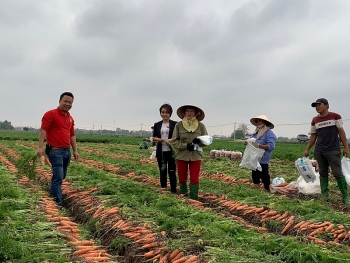 Big C: Thu mua 100 tấn cà rốt của tỉnh Hải Dương